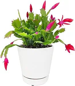 Christmas Cactus Thanksgiving Cactus 4 inch - Unique Collection of Live Cactus Plants, Hand Selected, Rare Varieties for Gift or Home Décor